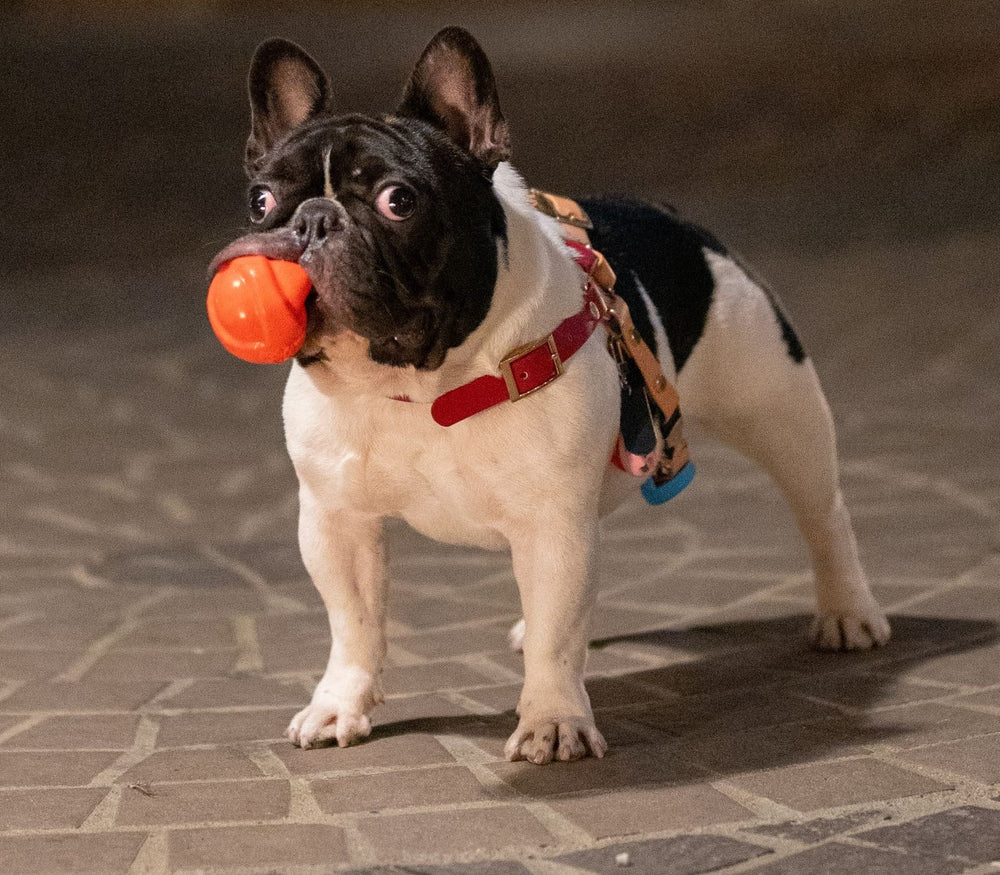 A French Bulldog holding an orange dog toy outdoors