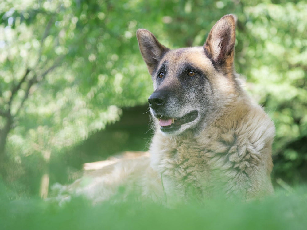 A gray-muzzled German Shepherd watching attentively outdoors.