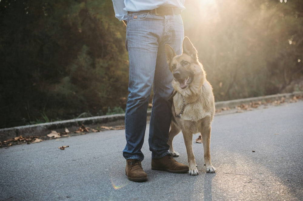 A German Shepherd beside its caretaker on a quiet sunlit path.