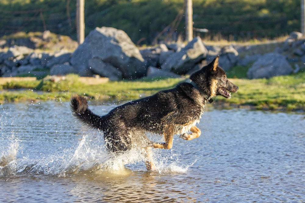 A black-and-tan German Shepherd running through shallow water.