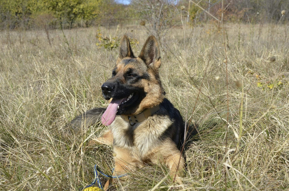 A German Shepherd resting alertly in a field with a ball nearby.