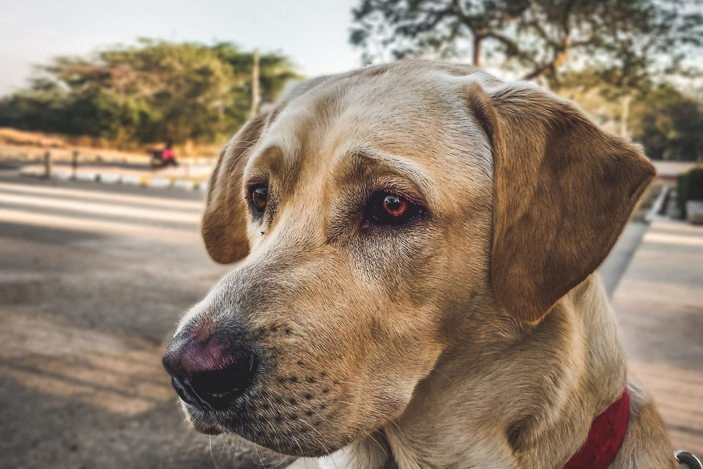 Yellow Labrador looking attentively to the side outdoors.