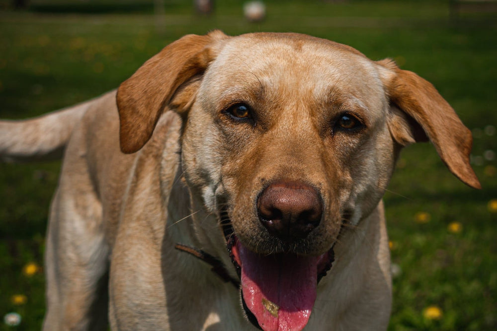 Yellow Labrador standing on a green lawn in sunlight.