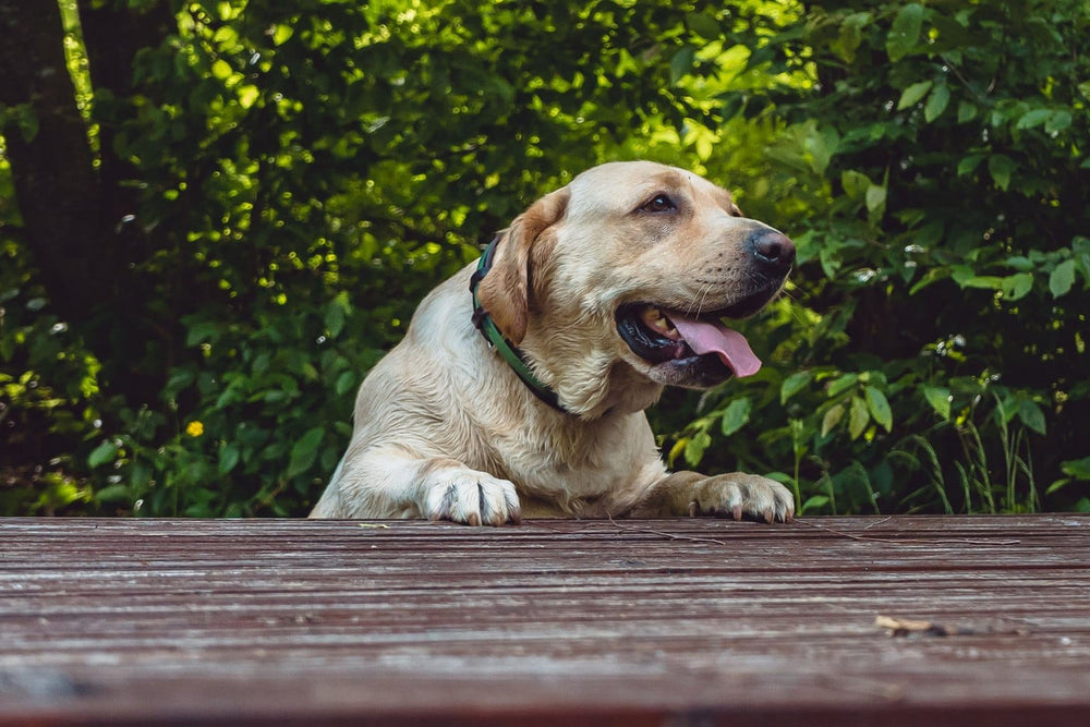 Yellow Labrador with its front paws at the edge of a wooden deck.