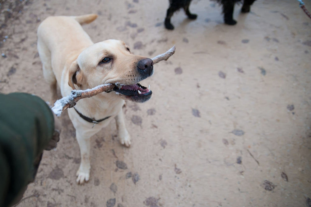 Yellow Labrador carrying a stick outdoors.