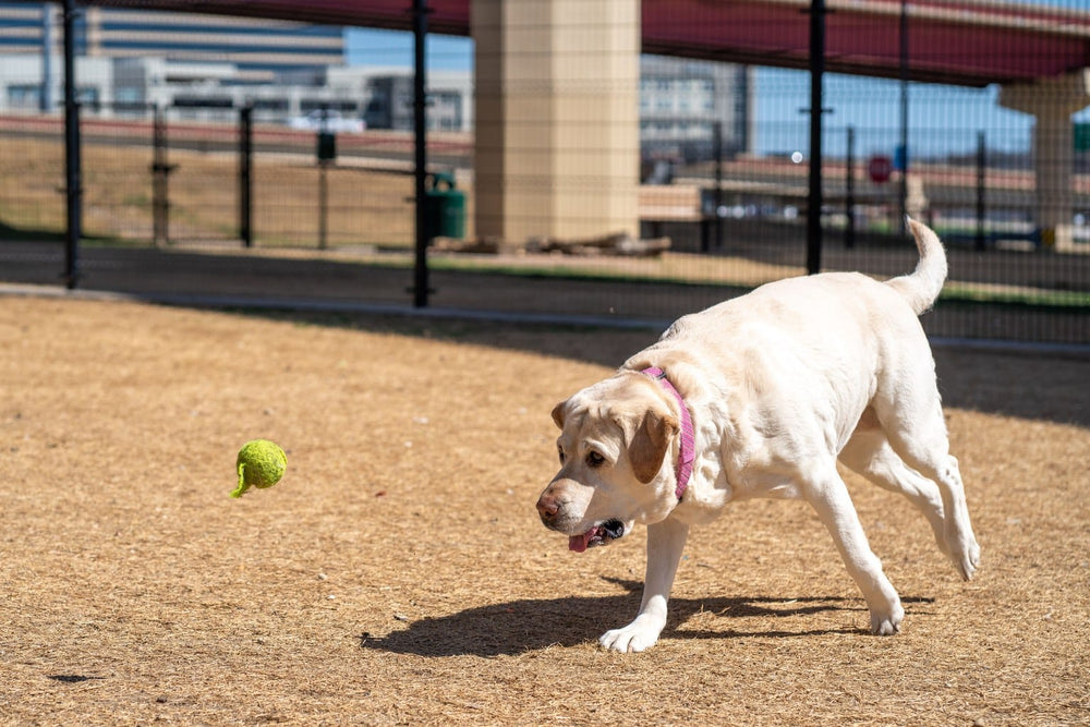 Yellow Labrador chasing a tennis ball in a park.