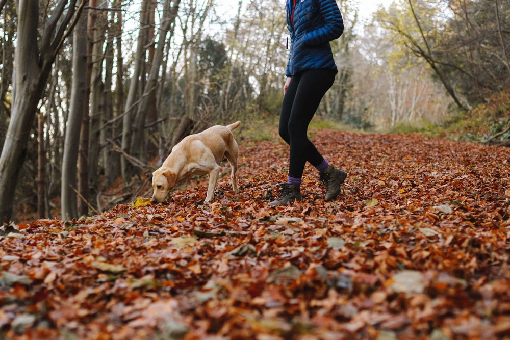 A woman walking her yellow Labrador along an autumn forest path.