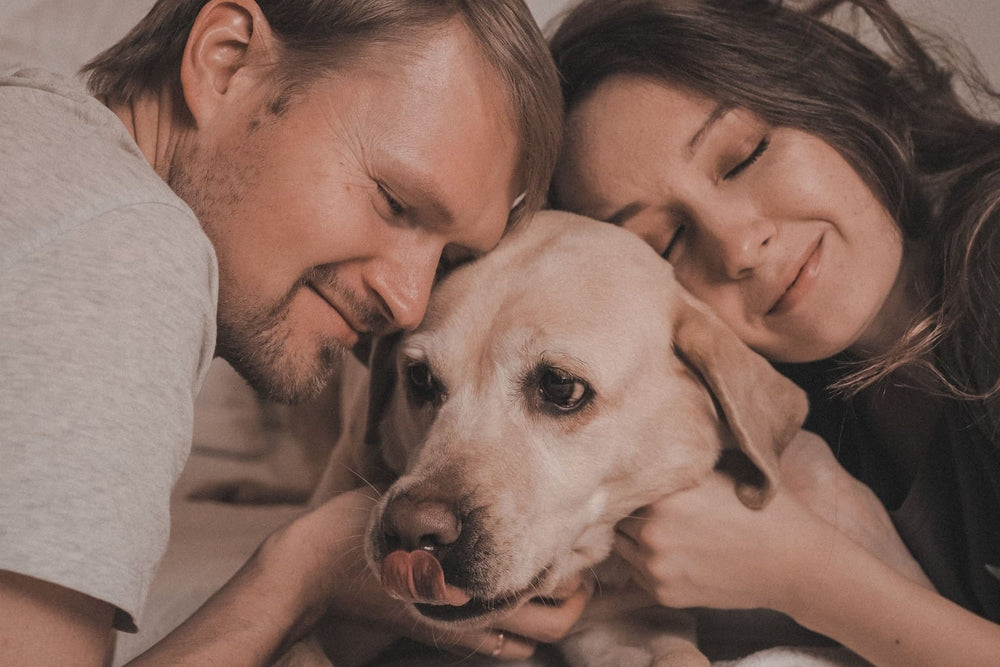 A couple cuddling a yellow Labrador at home.