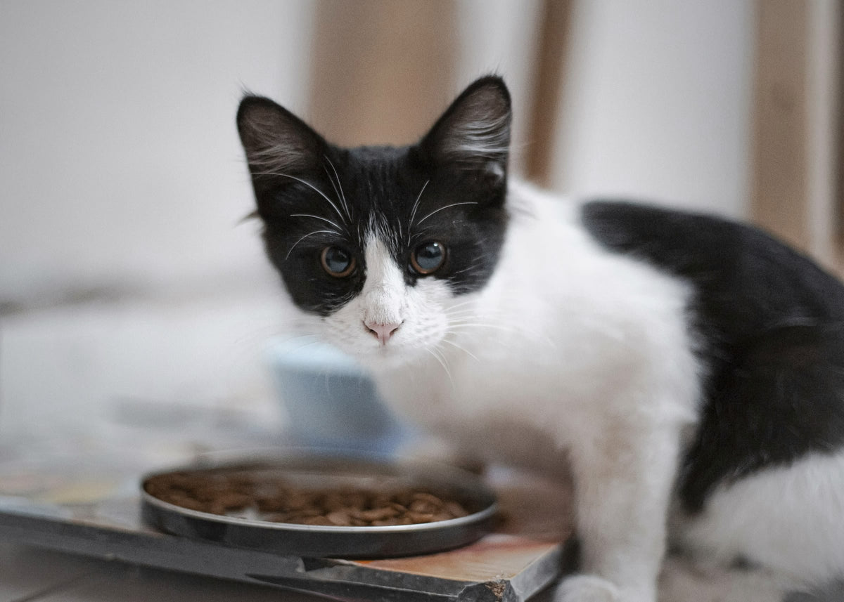 A black-and-white kitten at its food bowl