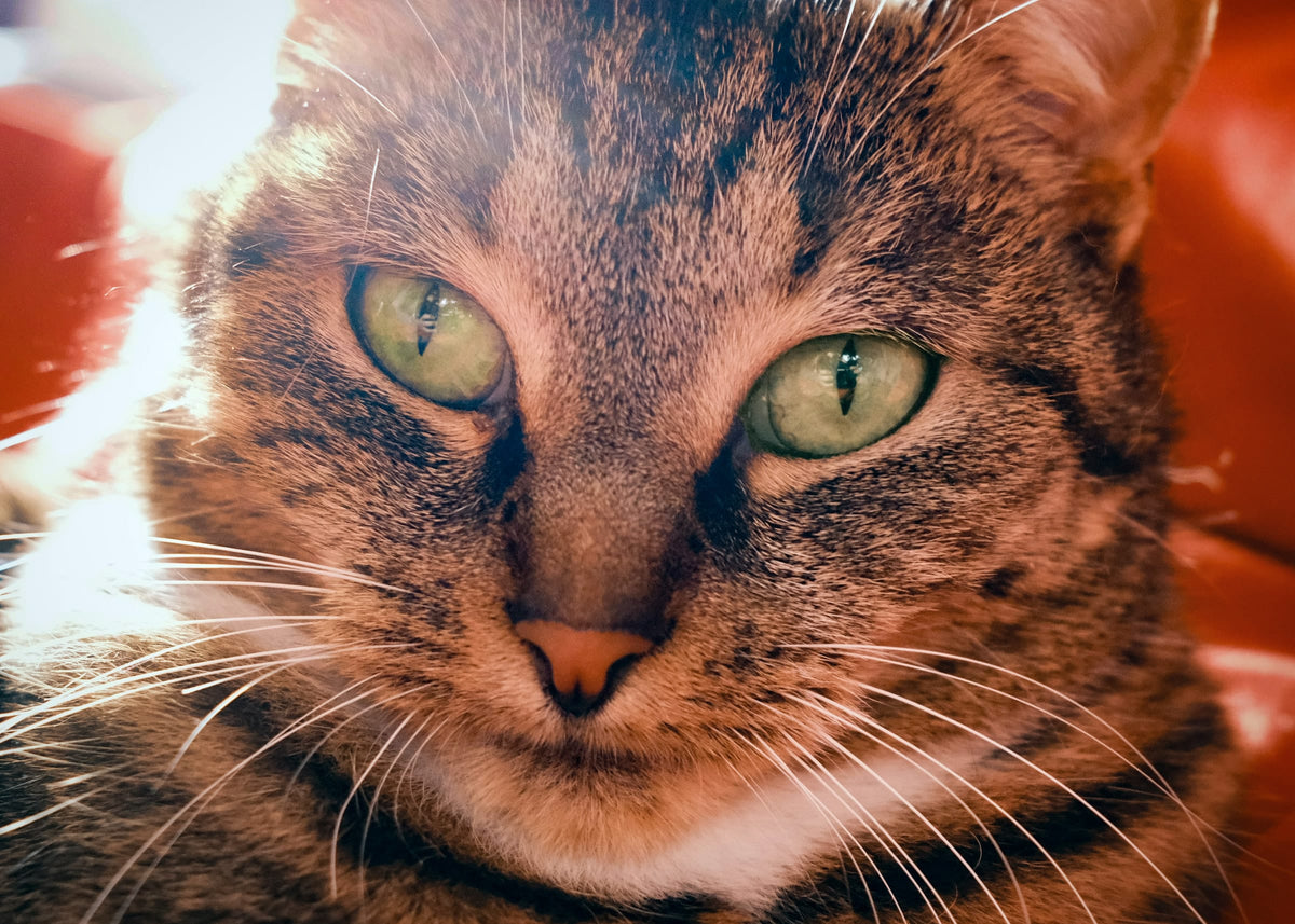 Close-up of a brown tabby cat with clear green eyes