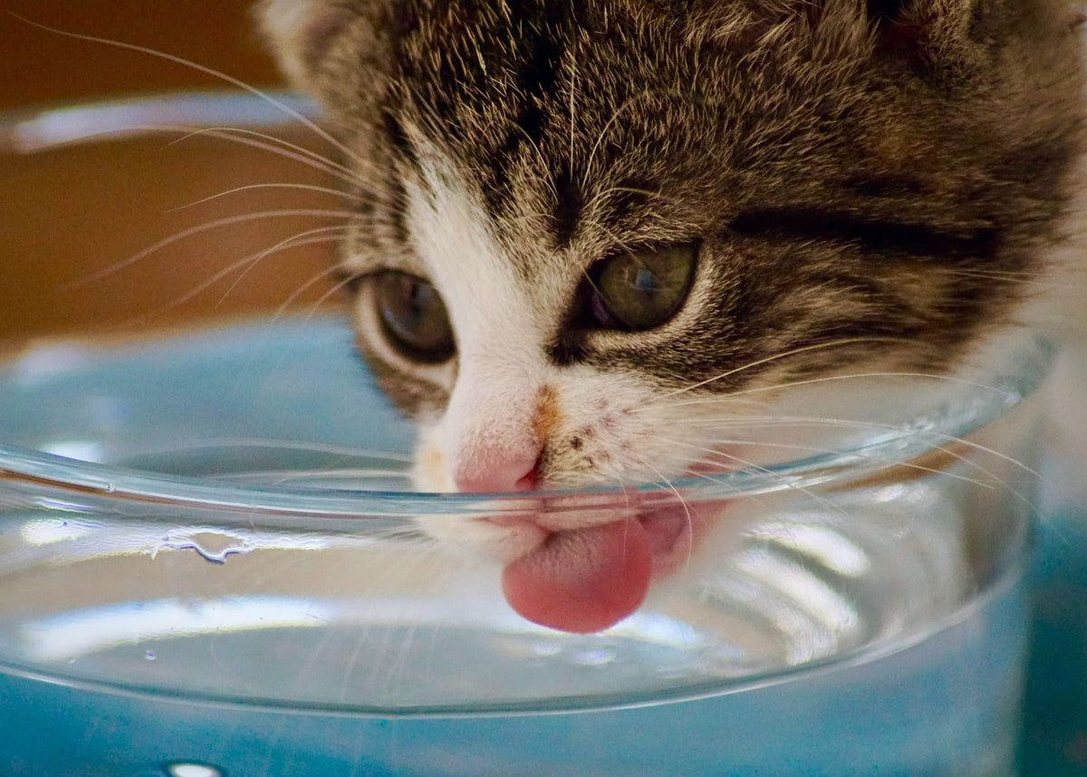 A tabby-and-white cat drinks water from a glass bowl