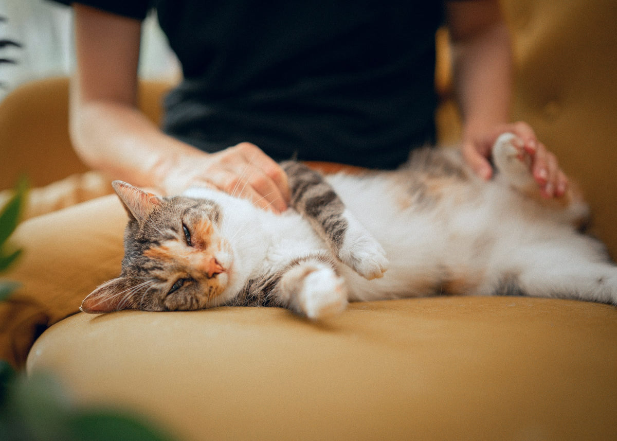 An owner strokes a calico cat stretched out on the sofa