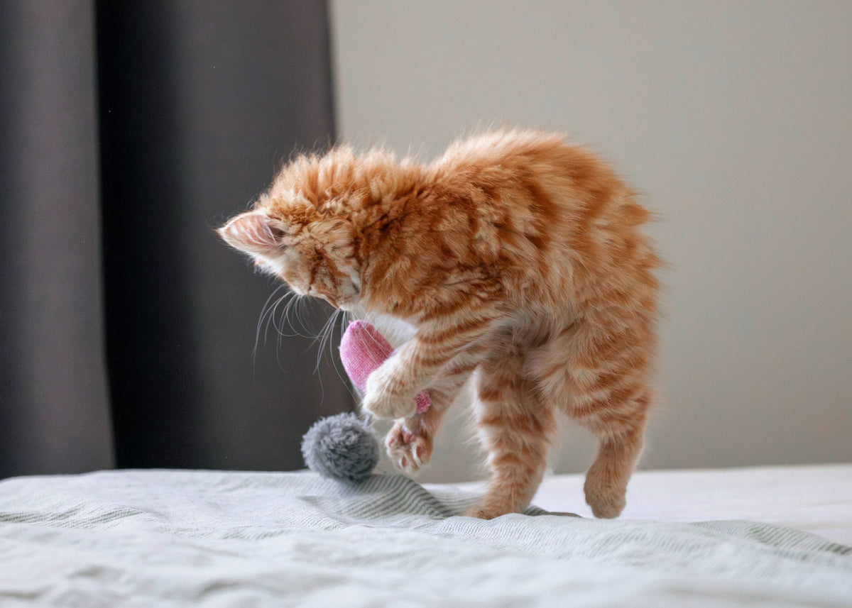 A ginger kitten pounces on a toy on the bed
