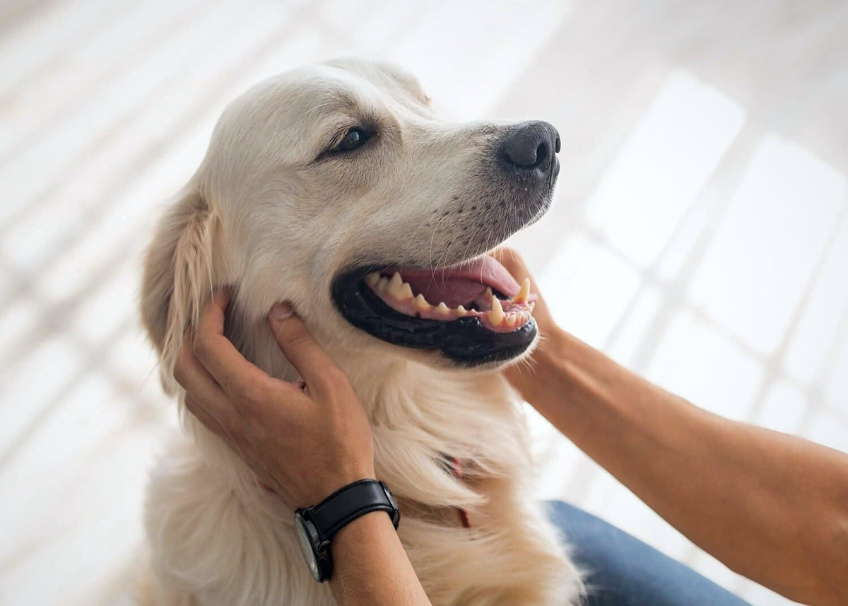 A cream golden retriever enjoys a gentle chin rub from its owner