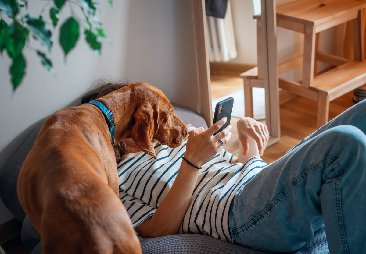 A Vizsla leans over its owner as she relaxes on the sofa