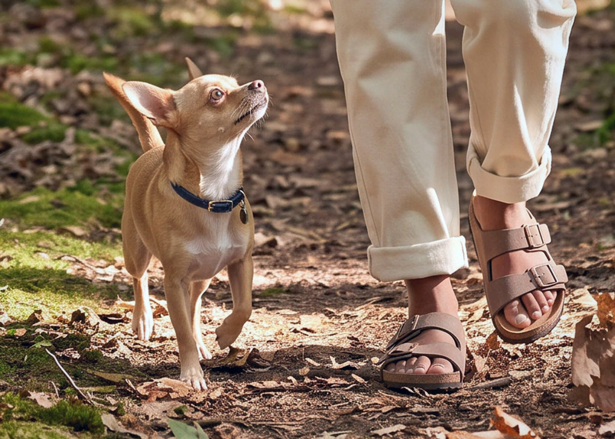 A small tan dog trots beside its owner on a leafy woodland path