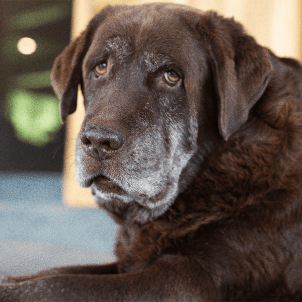 Less “Doggie Dementia” Behavior
