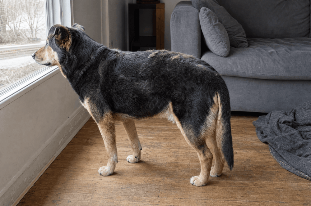 A dog standing in flat window light, coat looking matte and uneven
