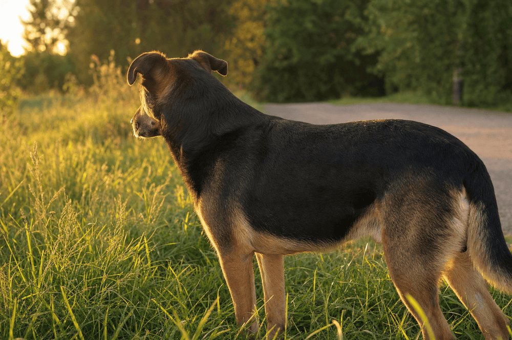 A dog backlit by low golden sunlight, coat catching the light
