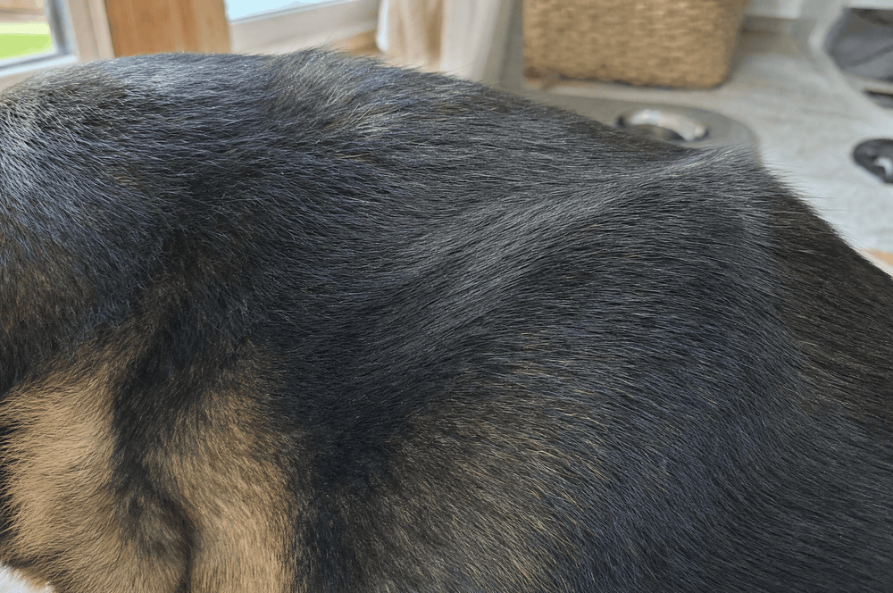 Close-up of a dog's shoulder fur with calm clean skin at the parting