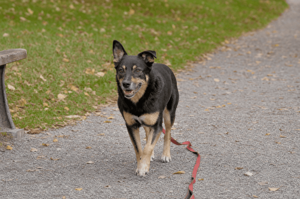 A dog trotting along a gravel park path with a trailing lead