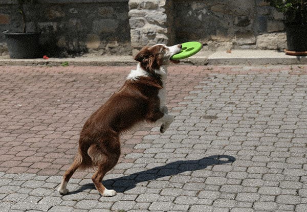 Hund fängt eine Frisbee