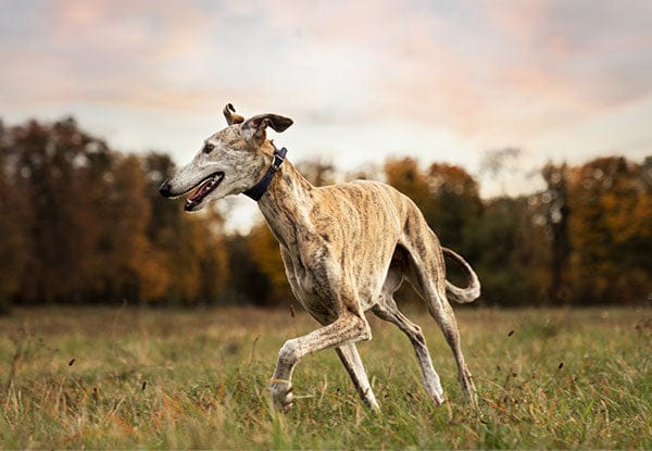 Windhund läuft über eine Wiese