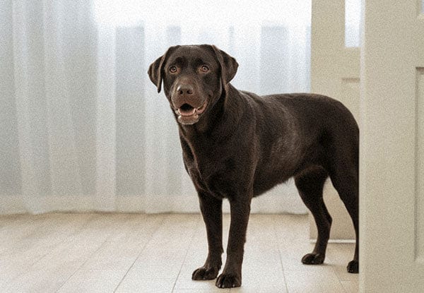 Labrador steht in einem hellen Zimmer