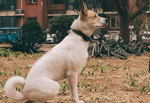 Hund sitzt aufmerksam im Park