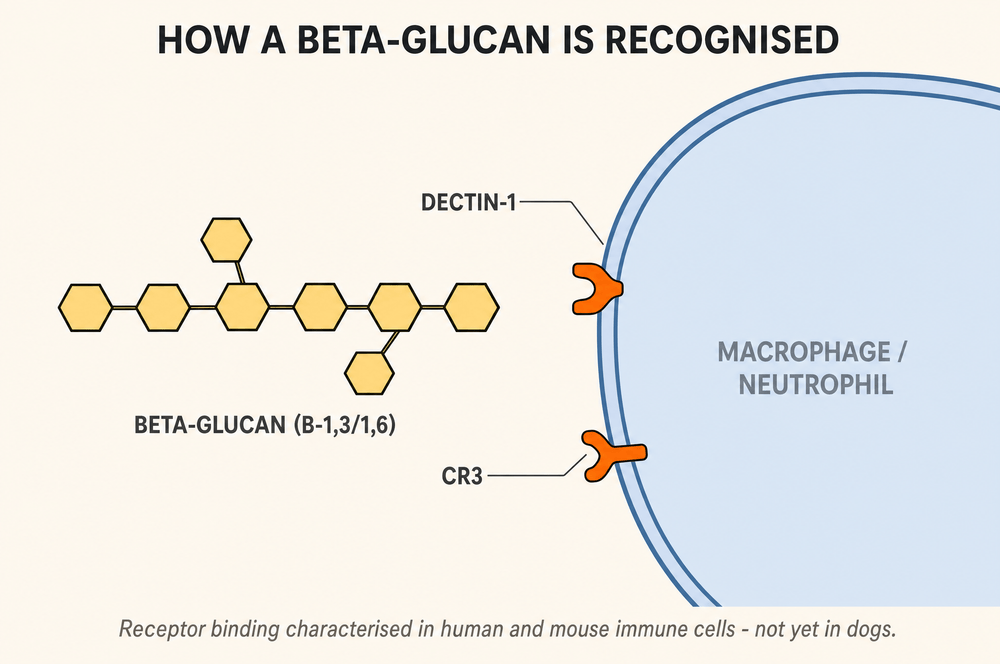 Diagram: a beta-glucan chain fitting the Dectin-1 and CR3 receptors on an immune cell; binding characterised in human and mouse cells, not yet in dogs