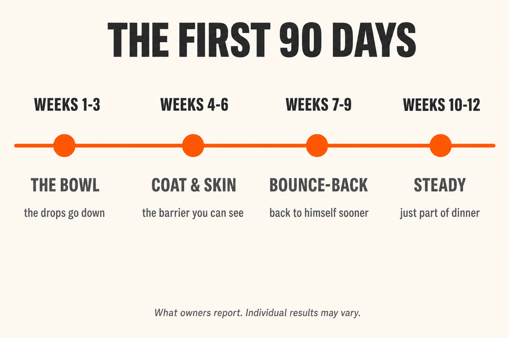 The first 90 days timeline: weeks 1-3 the bowl, 4-6 coat and skin, 7-9 bounce-back, 10-12 steady