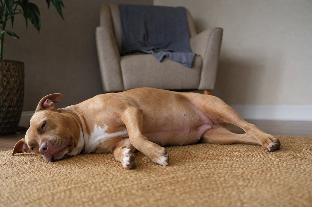 A fawn pit bull type dog lying on a jute rug in a living room, belly softly rounded