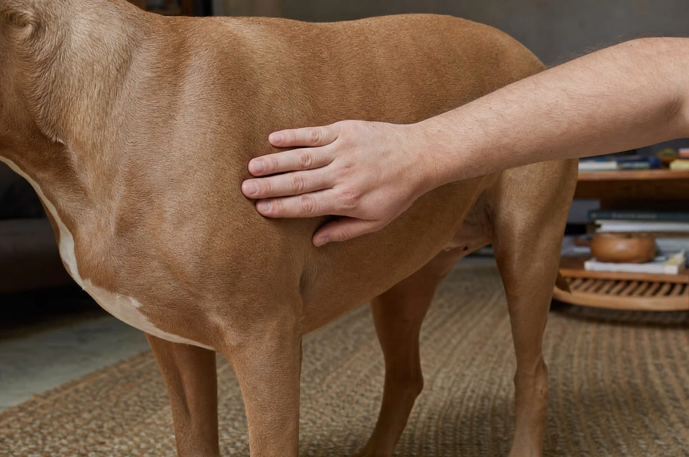 A flat hand resting lightly on the ribcage of a fawn pit bull type dog, just behind the front leg