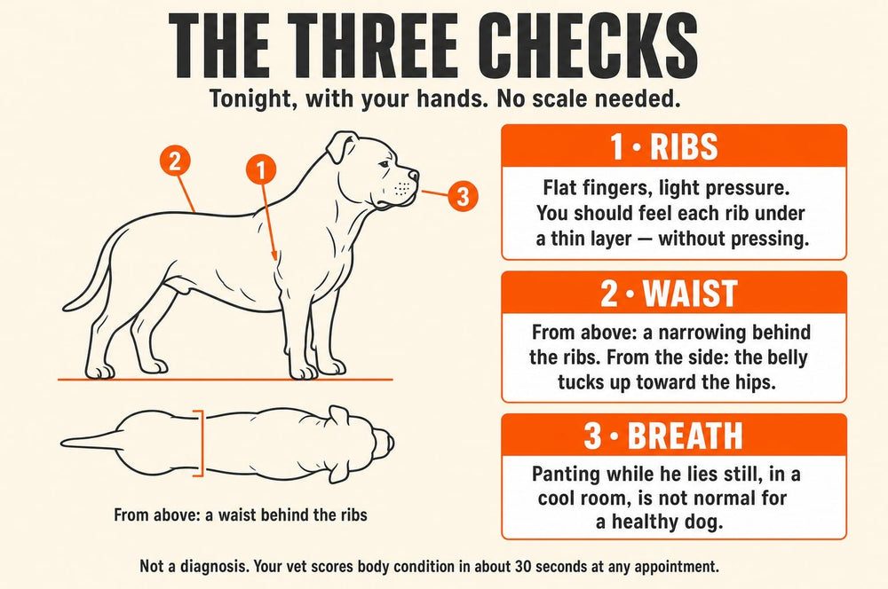 Diagram: the three checks - ribs, waist and breath - marked on a bull-breed dog silhouette, with a top-down view showing the waist