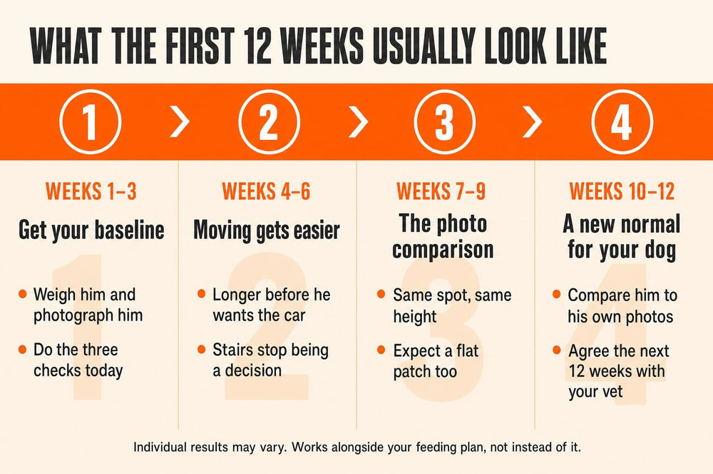 Timeline: what the first 12 weeks usually look like - get your baseline, moving gets easier, the photo comparison, a new normal for your dog