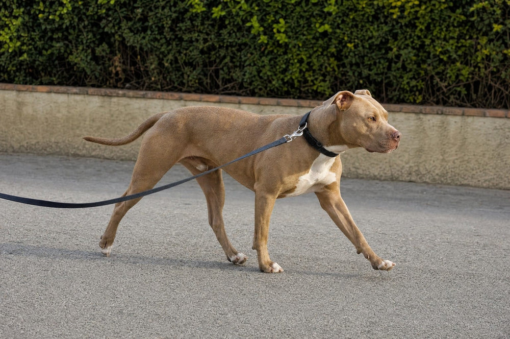 A fawn pit bull type dog trotting along a pavement, leash trailing out of frame