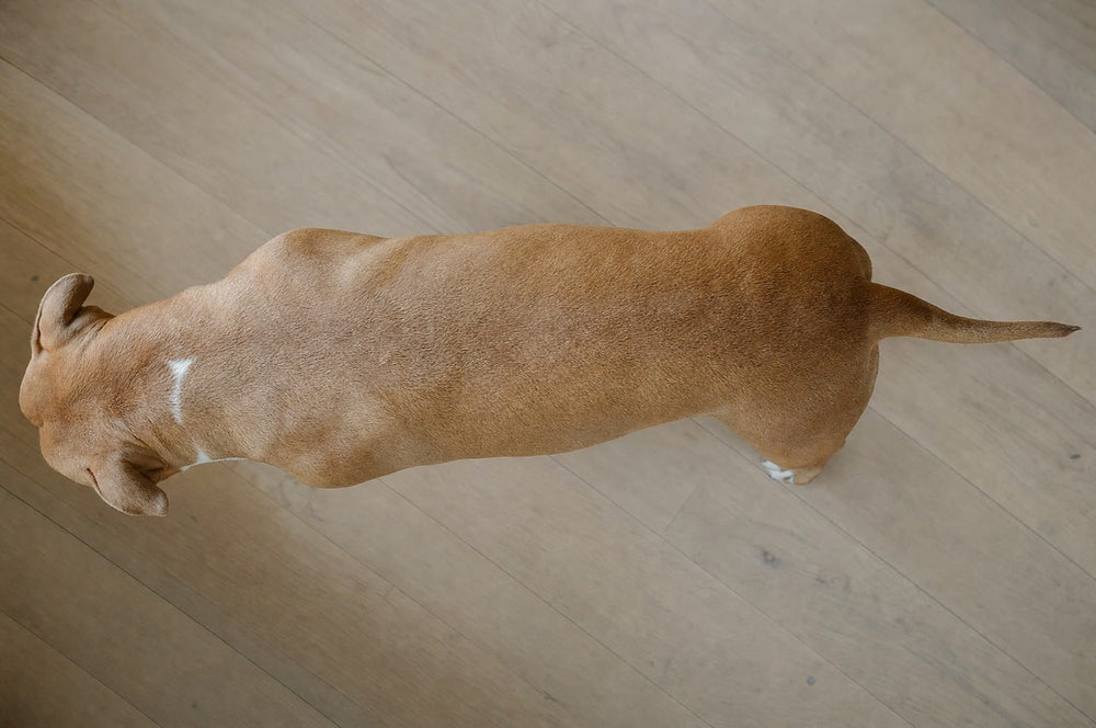 A fawn pit bull type dog seen from directly above on a wooden floor, showing the waist behind the ribs