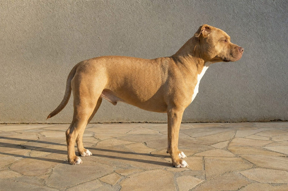A lean fawn pit bull type dog standing square in profile on a sunlit patio, daylight visible under the belly