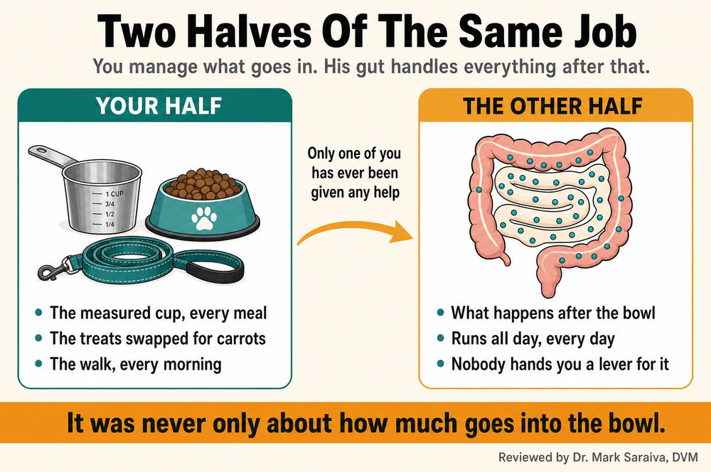 Diagram: two halves of the same job, what the owner manages and what the gut handles after the bowl