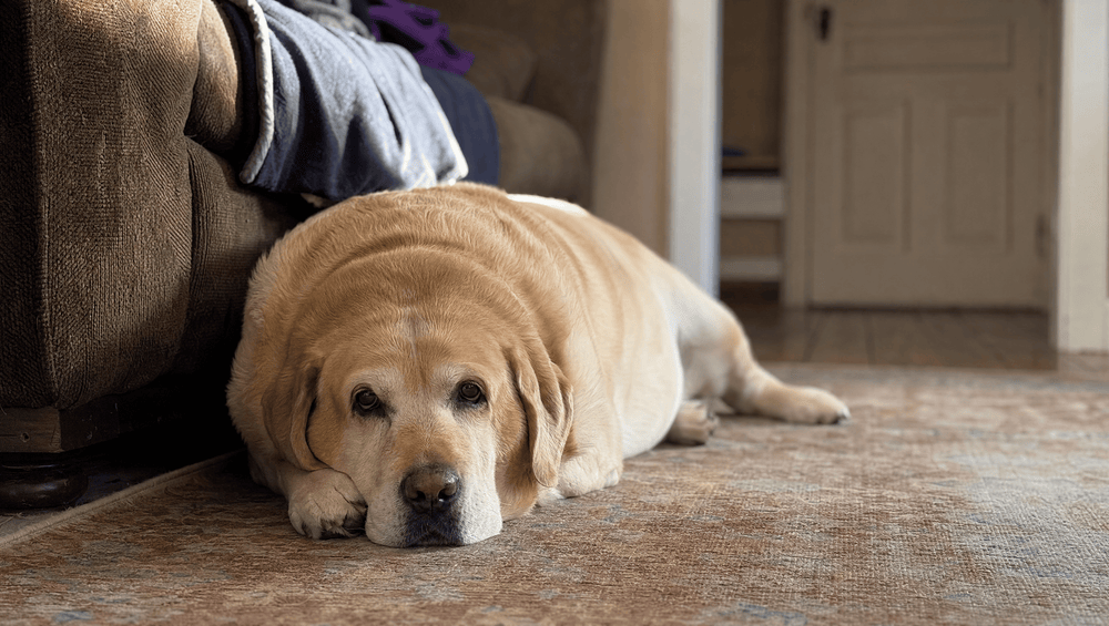 Overweight yellow Labrador lying on a rug beside the couch
