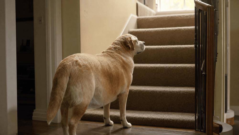 Dog paused at the bottom of the stairs looking up
