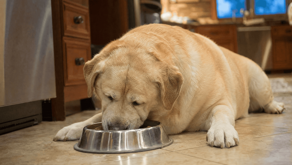 Dog lying down to eat from his bowl