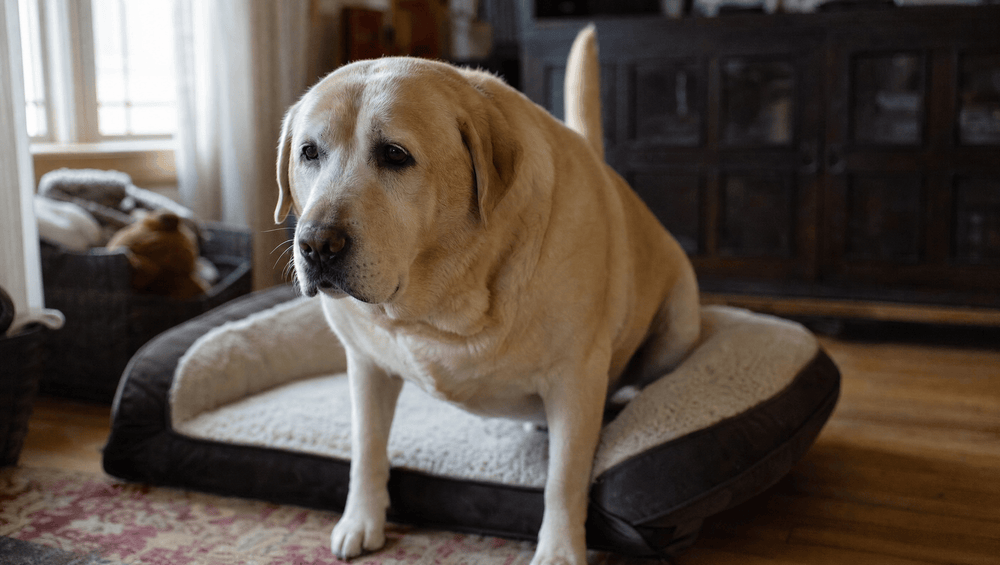 Dog getting up off his bed, tail beginning to lift