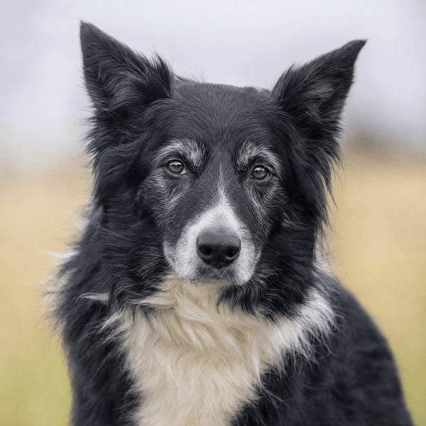 Laura T.'s dog