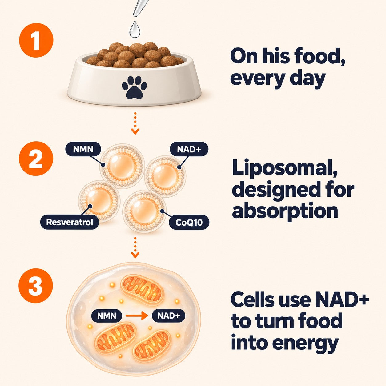Three-step diagram: on his food every day; a liposomal liquid carrying NMN, NAD+, resveratrol and CoQ10, designed for absorption; inside the cell NMN becomes NAD+, which cells use to turn food into energy