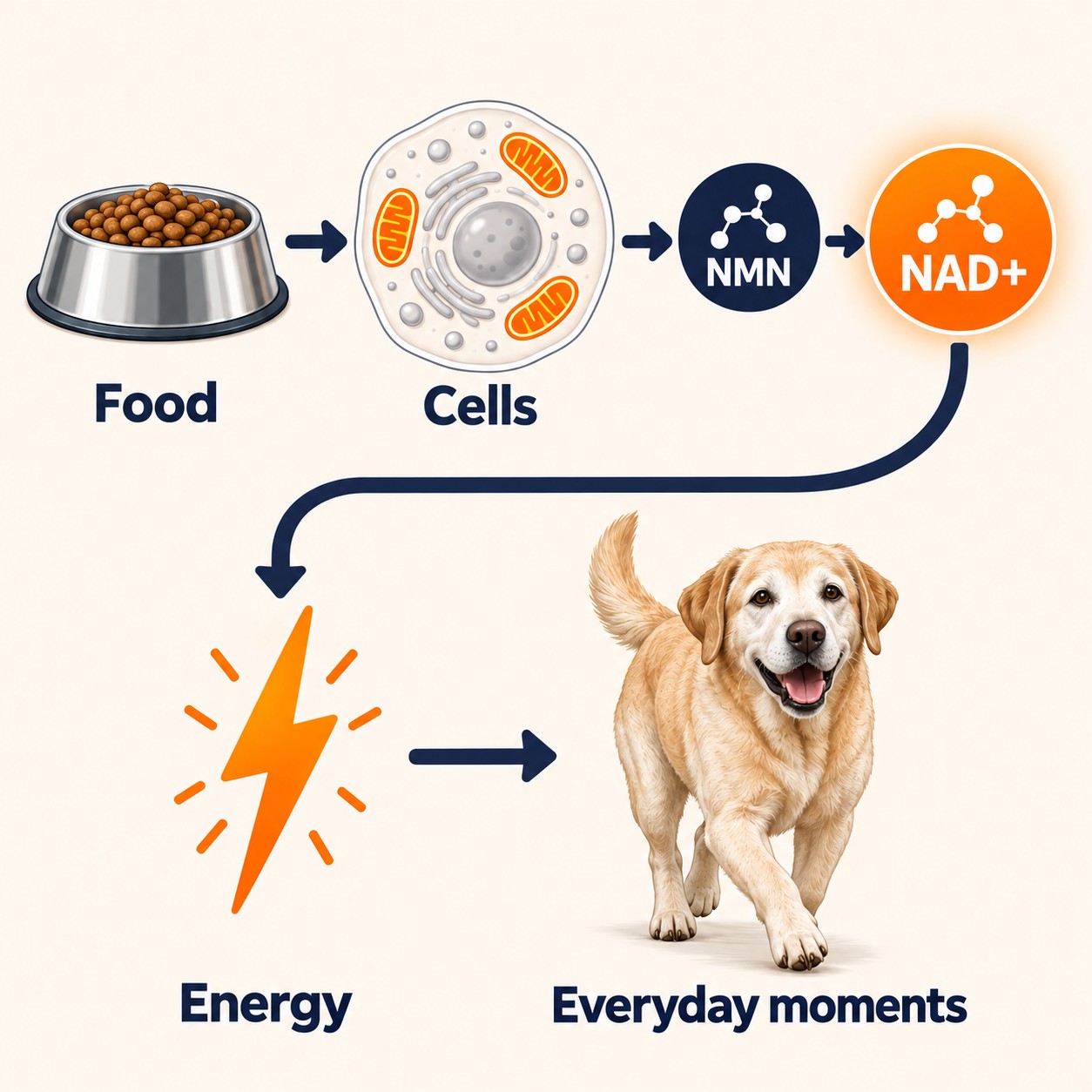 Diagram in two rows. A dog food bowl labeled Food, an arrow to a cell labeled Cells, then a navy badge labeled NMN with an arrow to an orange badge labeled NAD+. A curved arrow leads down to an orange lightning bolt labeled Energy, then to an old yellow Labrador trotting, labeled Everyday moments.