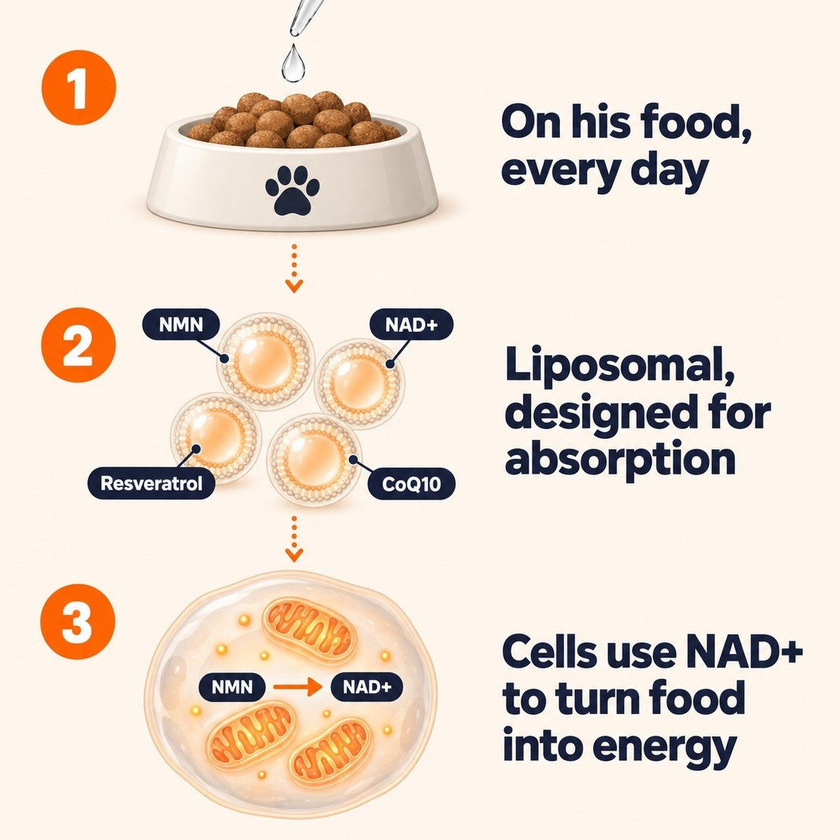 Illustrative diagram: on his food every day, a liposomal liquid with NMN, NAD+, resveratrol and CoQ10 reaches the cell, where NAD+ is used to turn food into energy