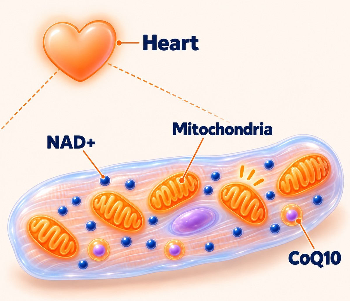 Illustrative diagram: a heart with a zoom line down to a heart muscle cell packed with mitochondria, NAD+ and CoQ10