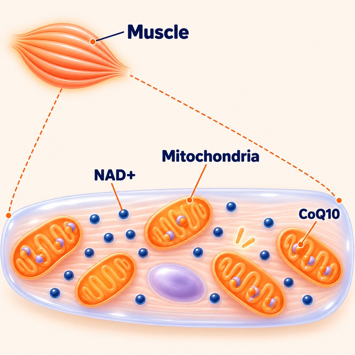 Illustrative diagram: a muscle with a zoom line down to a muscle cell packed with mitochondria, NAD+ dots in the cell and CoQ10 sitting in the folds of the mitochondria