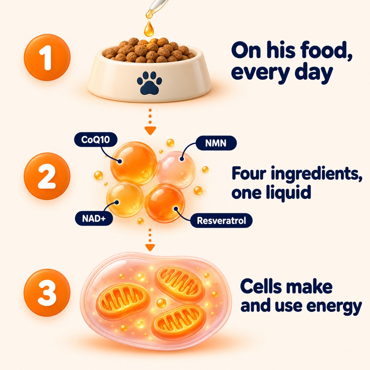 Illustrative diagram in three steps: the dropper goes on his food every day; four ingredients, CoQ10, NMN, NAD+ and resveratrol, in one liquid; cells make and use energy